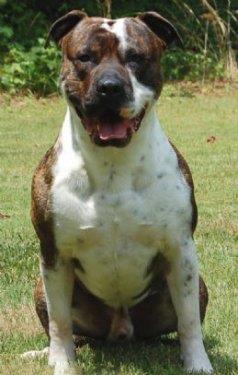 Amerikan Bulldog:<br>  Bata Danimarka ve Singapur olmak zere birka yerde daha yasakl olan bu rk, ailesine kar fazlasyla sakin, sevecen ve oyuncudur.