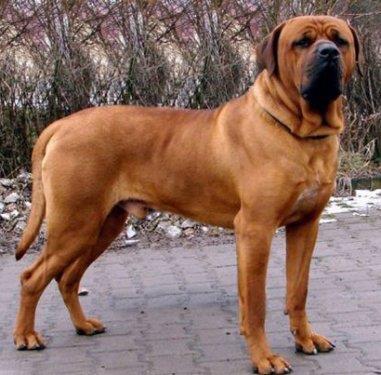 Eer ondan daha sert deilseniz, keyfinizi karabilir; birlikte yaamanz skntl olabilir. Mutlaka bebekliinde itaat eitimi almal, ve sosyal bytlmeli. Dier hayvanlara kar agresif ve tehlikelidirler. Kavgaya tututuu herhangi bir kpein canl kalmas uzak bir ihtimaldir. 6 aylkken, 60 kiloya yaklaan bu cinsin kasl bir yaps var.