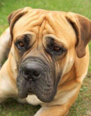 Boerboel:<br>  Gney Afrika Kkenli bu rk, iftlik evlerini leopar ve aslanlara kar korumak iin retilmitir. ok sakin yapl olmakla birlikte, zellikle kadnlara ve ocuklara her zaman fazla hassas davranr.