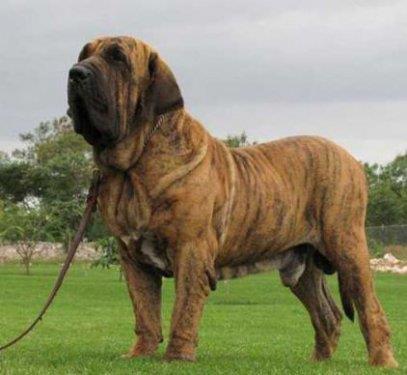 Fila Brasileiro:<br>  Brezilya Mastiff'i olarak da bilinir. Ev ve apartman yaamna uygun deildir, ak arazi kpeidir. ok cesur, dikkatli, fazlasyla kavgac ama sahibine kle olan bir rktr. Yabanclardan, ve dier hayvanlardan holanmaz.