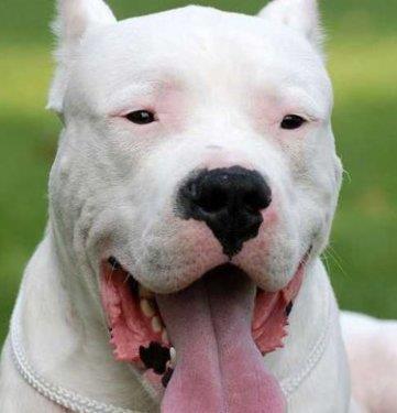 Dogo Argentino:  <br>  Avusturalya, Yeni Zelanda ve Portekiz bata olmak zere yaklak 10 lkede yasaklanm olan bu kpeklerin yasaklanma nedeni ise; kpek dvlerinde kullanlm, aslanlarla kaptrlm ve belki de sadece bunun iin retilmi bir rk olmalardr.
