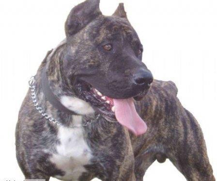 Presa Canario:<br>  Kkenleri evcil olmayan sert karakterli, sz dinlemeyen bir cinstir. Pittbull ve Mastiff rklar krmas Presa Canario, beki kpekleri snfna girer, ve grnnden ok daha sert ve agresiftir. Ksacas yanl sahiplerin elinde, tehlikeli olabilirler. Eer sahip "doru" ise, keyifli ve gerek bir dost olarak hayatnzda varln devam ettireceklerdir.