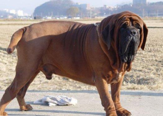 Ailesine ve sevdiklerine kar ok uysal, sevgi dolu bir koruyucu olmakla birlikte, olduka da inatdr. Diileri, erkeklere gre daha az agresif olduundan dolay kalabalk bir aile iin daha idealdir dii Napoliten Mastiff.