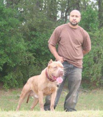 Genel olarak bu kpekler, ok uysal, kendine gvenli, yumuak bal, sz dinleyen ve akll kpeklerdir. ocuklarla ve birlikte bydkleri dier hayvanlarla ok iyi geinirler. lgiyi ok severler, aileleriyle birlikte vakit geirmek onlar iin herey demektir!