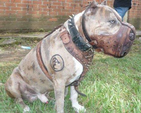 Sahibine de ok iyi bir dosttur.