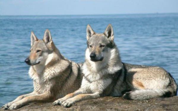 Wolfdog:<br>  Jack London'un Beyaz Di'i. Genetik zellikleri ile fazlasyla oynanm olmasndan dolay biraz dengesiz bir rk Wolfdog.