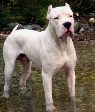 Japon Taso Inu:<br>  Japon dv kpei. Zeki, cesur, agresif ve ac eii yksek bir kpek. Aile hayatna ok uygun deil, nk zerinde otorite kurabilen sadece 1 kiiye itaat etme zellii var. Aile ierisinde, dominant olmayan kiilere hkmetmeye alabilir, ve isterse baarr da.