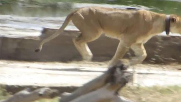 Zebra srsnn arasna dalan aslan, yakalad avyla uzun sre savatktan sonra beklenmedik bir olay gerekleti...