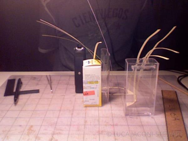 Maketten Boeing 777 uan yapt  <br>  22 yandaki Luca Iaconi-Stewart, yaklak 5 senedir bo zamanlarnda yapt bu inanlmaz ura tamamlama aamasna geldi.