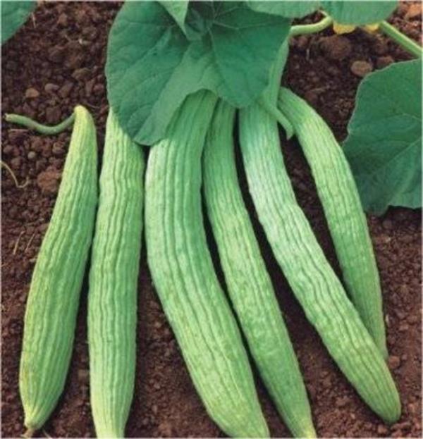 Acur ve salatalk: Kabuklar idrar skcdr.