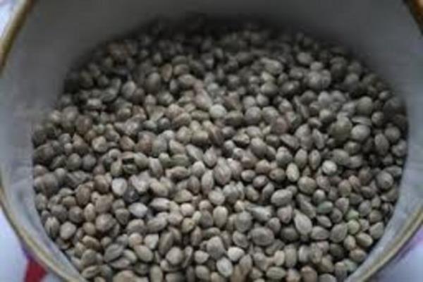 Kendir otu tohumu: Ba ars yapar.