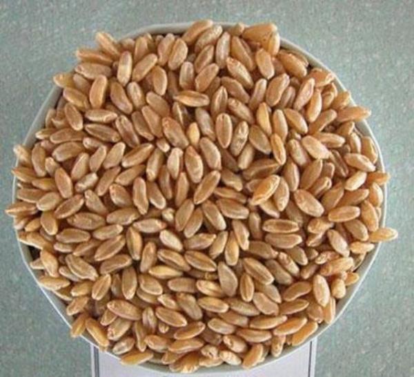 Arpa: Gdas azdr, ikinlik ve gaz yapar.