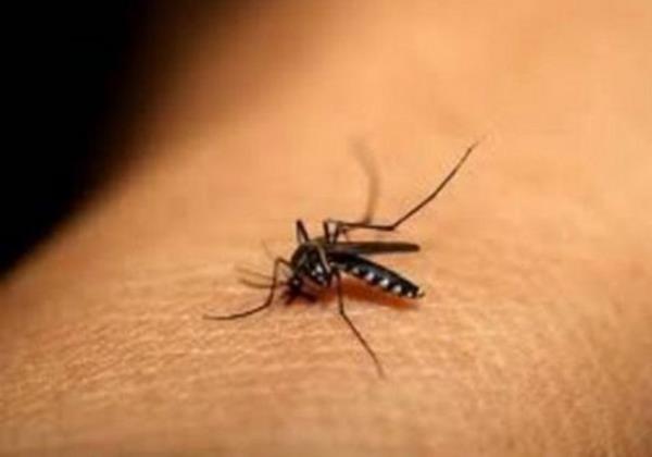 Sadece dii sivrisinekler srr.