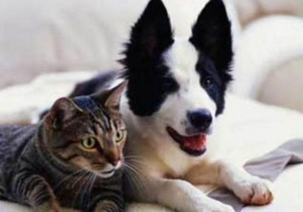 Kediler 100 deiik ses, kpekler ise 10 ses kartabilirler.