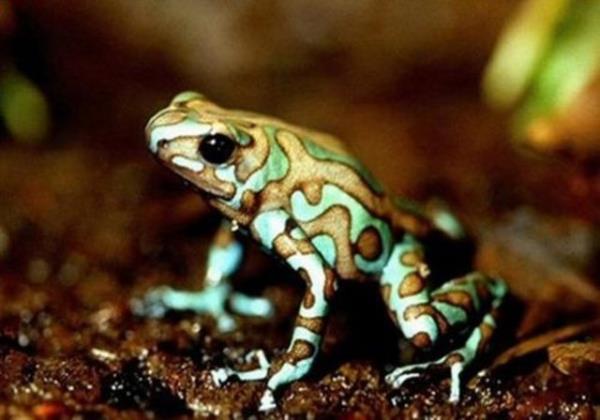 2.600 deiik cins kurbaa vardr