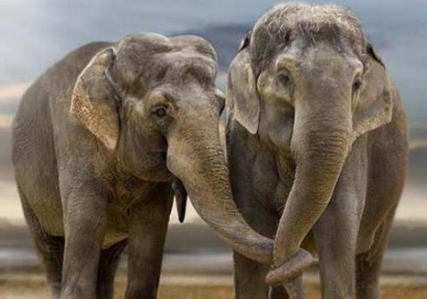 Filler zplamayan tek memelidir.