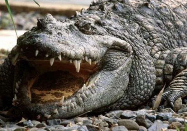 Timsahlar renk krdr.