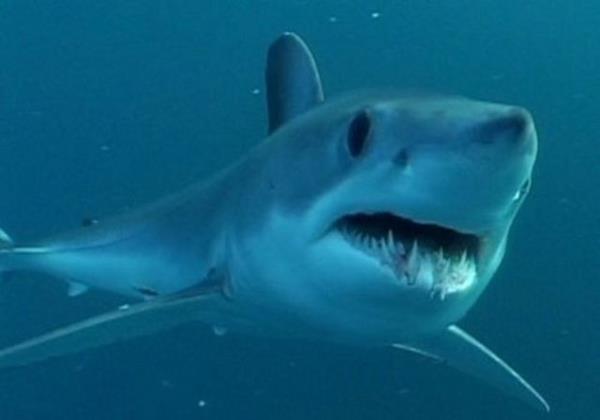 Bir kpekbal 100 milyon damla deniz suyu iindeki bir damla kan hissedebilir.