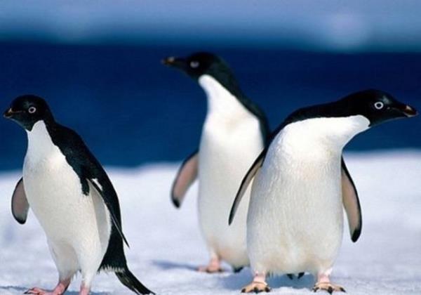 Penguen yzebilen, ama uamayan tek kutur.