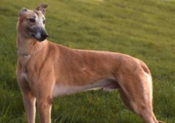 Kpeklerin ter bezleri ayaklarndadr.