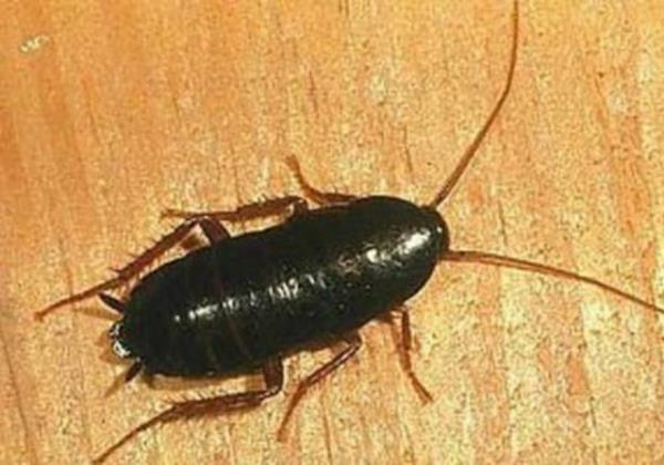 Hamambcekleri yaklak olarak 250 milyon yldr yaadklar halde hibir deiime uramamlardr.