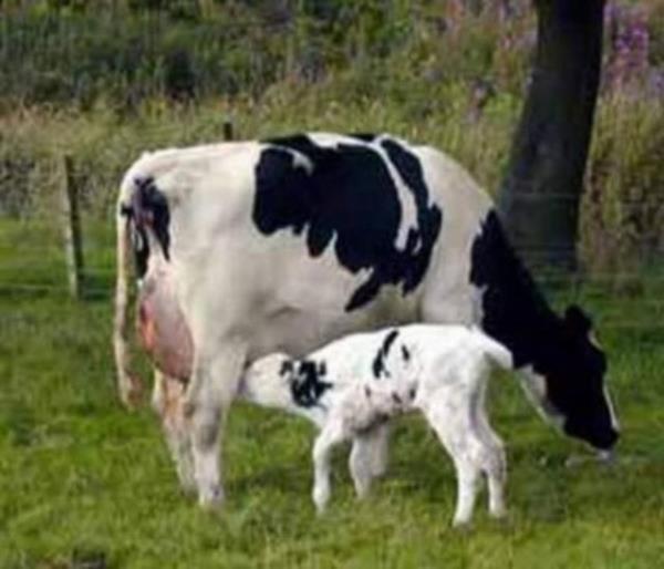 AB`deki her inek iin verilen gnlk 2.50 dolarlk sbvansiyon, Afrika`nn yzde 75`inin gnlk geiminden daha fazla