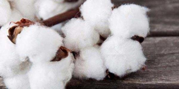 Pamuk Yutmak nsanlar pamuk yutarak, mideye tokluk hissi vermeye ve ackmamaya alyorlar.