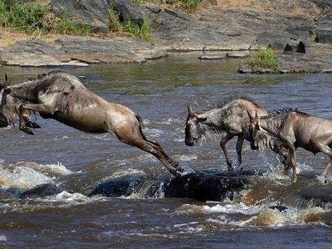 Kenya'da bulunan Masai Mara Nehri ilgi eken bir ava sahne oldu.