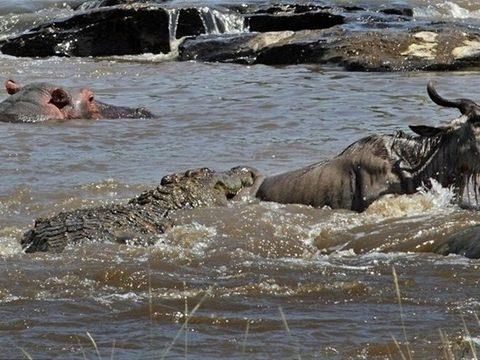 lk antilopun suya atlamasnn ardndan dier antiloplarn da harekete getii anda bir antilopu yakalayan timsah, ciddi bir direnile karlat.Uzun sre nehrin iinde bata ka mcadele eden timsah ve antilopun mcadelesinde kazanan timsah oldu. Olayn fotoraflarn ise Fransz fotoraf Laurent Renaud ekti.