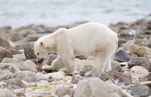 Dnyadaki s 1900 ylndan itibaren 0.7 derece artt.