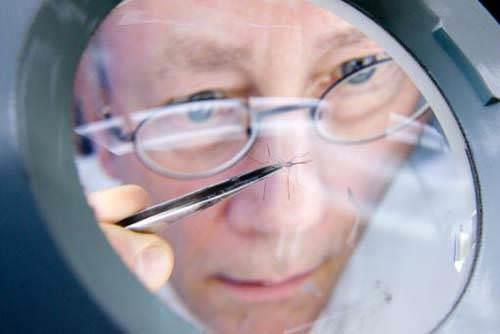 Sivrisineklerin 47 tane dii vardr.