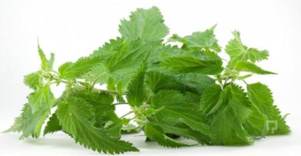 Az kokusu vcutta oluan toksinler nedeniyle ortaya kabilir. Vcudu bu toksinler arndrmak iin srgan otu en ideal bitkilerden biridir. Isrgan otu ay eklinde demlenerek iildiinde az kokusunu giderebilir. Ayrca bbreklerin daha aktif almasn ve zararl maddelerin vcuttan kolaylkla atlmasn salar.