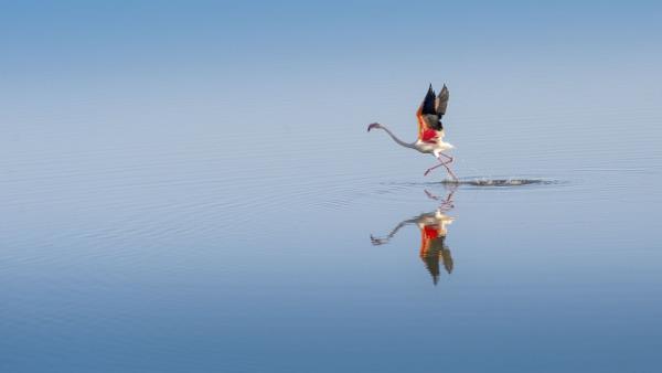 Dden Gl`nn zarif misafirleri