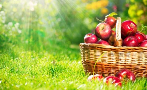 Elma<br>eker ve enslin cildi yalandryor. Buna karn Elma kan ekerini sabitliyor ve enslin ini kn engelliyor.