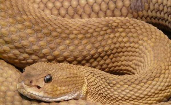 Ylan Grmek<br>Ryada ylan grmek, fark etmeden yeni bir dman kazandnza iaret edecei gibi, tam tersi maddi durumunuzun dzelecei anlamna da gelir.