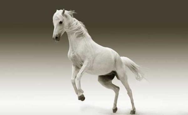 At Grmek<br>yi ve hayrl ilere iarettir. At grmek, Baarmak istenilen konuda baarl olunur.