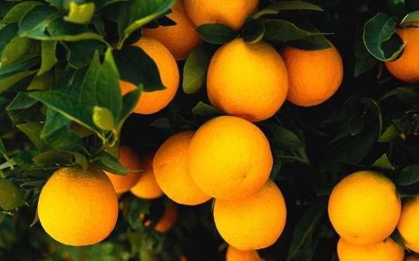 Kalp salnz iin sizi glendirir. Beyin geliimini destekler. Ayrca baklk sisteminin glenmesini salar.