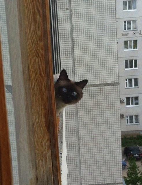 Kpekli balkon ztt kedili balkon