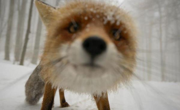 Ne olup bittiini merak eden Tilki..