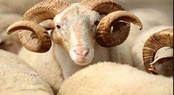 <p>KURBAN BAYRAMI AREFESi</p>  <p>   </p>  <p>  1/2 GN</p>  <p>   </p>  <p>  11 EYLL</p>  <p>   </p>  <p>  PAZAR</p>