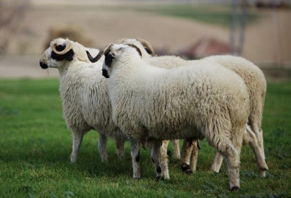 <p>KURBAN BAYRAMI</p>  <p>   </p>  <p>  3. GN</p>  <p>   </p>  <p>  14 EYLL</p>  <p>   </p>  <p>  ARAMBA</p>