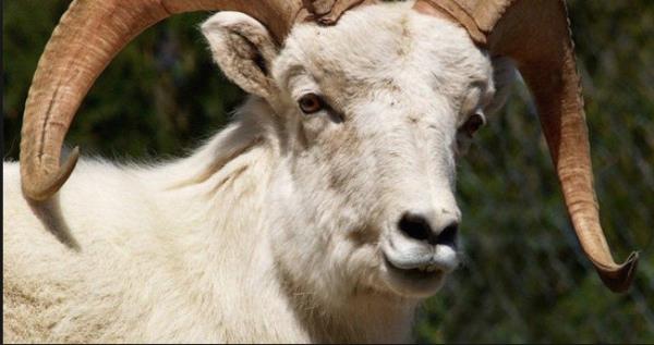 <p>KURBAN BAYRAMI</p>  <p>   </p>  <p>  2. GN</p>  <p>   </p>  <p>  13 EYLL</p>  <p>   </p>  <p>  SALI</p>