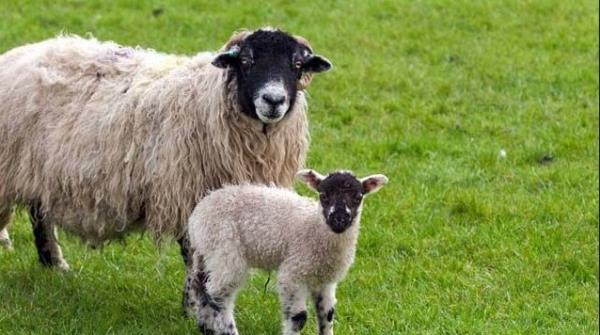 <p>KURBAN BAYRAMI</p>  <p>   </p>  <p>  4. GN</p>  <p>   </p>  <p>  15 EYLL</p>  <p>   </p>  <p>  PEREMBE</p>