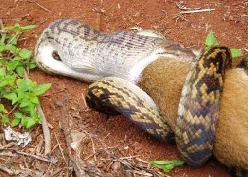 te doann en gzel ve korkun, vahi hayat fotoraflar...