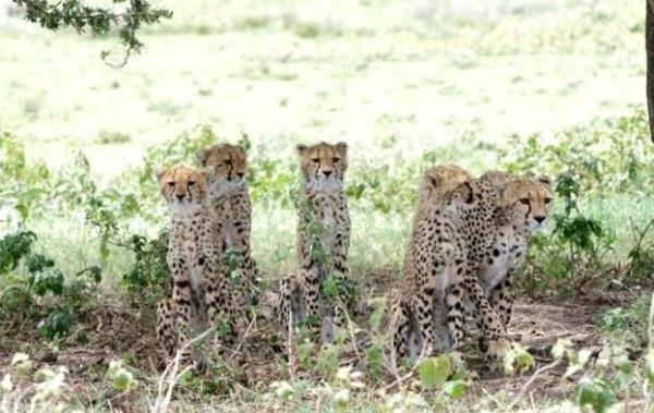 O adeta yenilmek iin dodu sanki, ite doar domaz italarn saldrsna urayan antilobun fotoraflar...